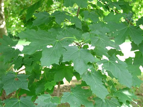 risks of norway maple